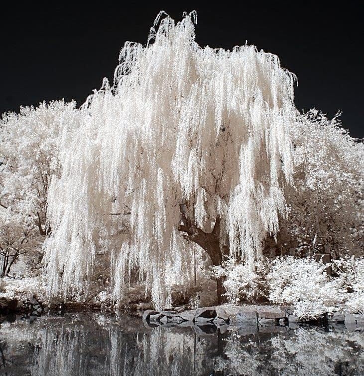 One White Willow Tree - Silver Leafs Shimmer in The Moon Light - One Cutting to Grow, Beautiful Outdoor Shade or Privacy Trees by CZGrain