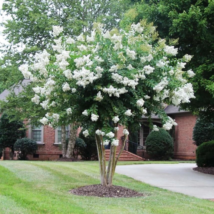 White Crape Myrtle Tree - 6-12" Tall Live Plant - Quart Pot - Image 4