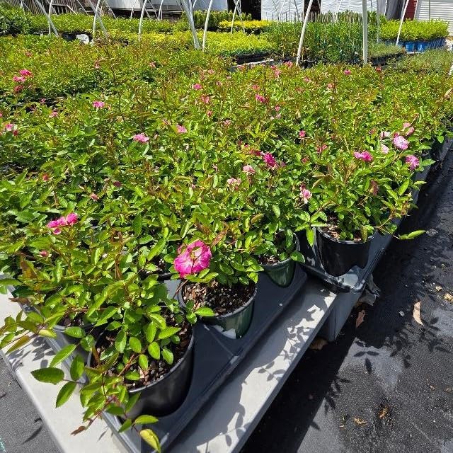 Peggy Martin Climbing Rose - Live Plant - (1 QT) - Image 3