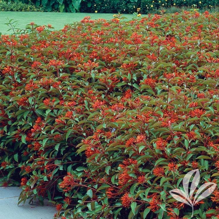 Mexican Firebush Live Plants (5-9") - Pack of 2 (Two) - Hamelia Patens Hummingbird Bush - Firecracker Shrub - Non-Stop Orange Blooms - Heat Tolerant Perennial Shrub - Fast Growing Pollinator Magnet - Image 3