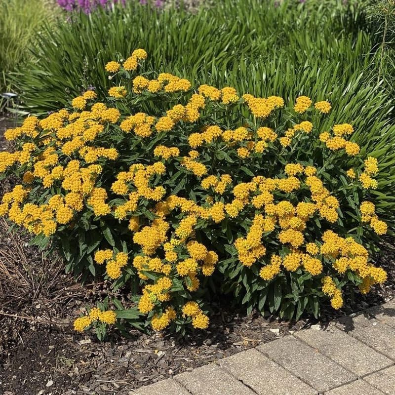 2 Yellow Milkweed Live Plants, Perennial Flower Plant, 4-8 Inch Tall - Image 5