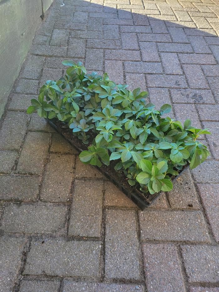 Pachysandra Terminalis Hardy Groundcover 50 Plants 2" Peat Pots - Image 2