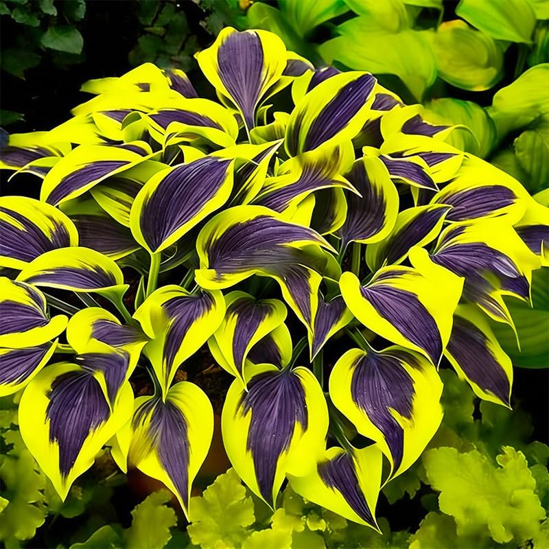 330+ Mixed Color Hosta Seeds for Planting - Shade-Tolerant Perennials, Dual Use for Ground Cover & Pots, Create Cool Shaded Gardens - Image 5