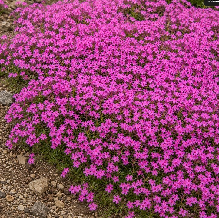 Pack of 3 Pink Creeping Phlox Live Plants in 4" Pot, Moss Phlox Ground Cover, Phlox Subulata Perennial Flowering Plants - Image 5