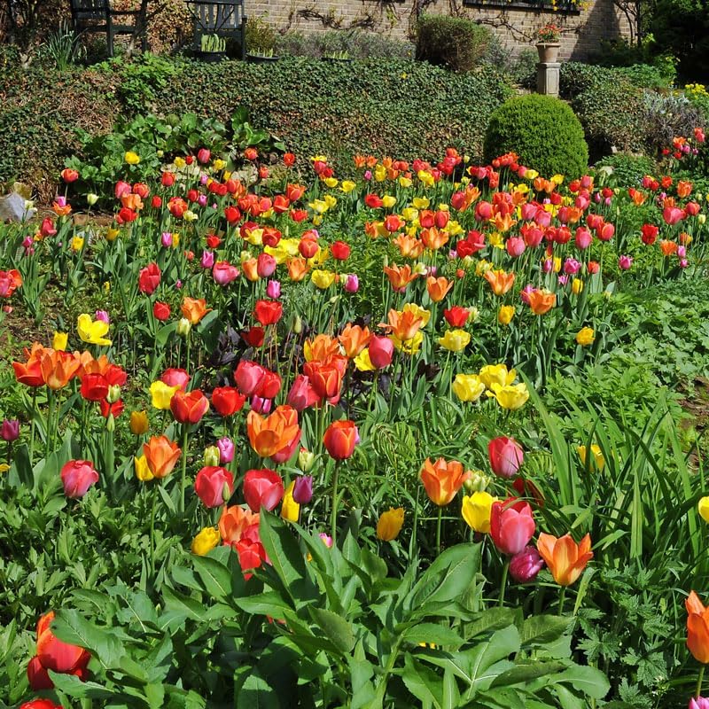 Darwin Hybrid Tulip Mix Flower Bulbs - 25 Bulbs per Pack - Good as Cut Flowers - Perennializing - Easy to Grow Live Plants - Outdoor Garden - Image 2