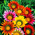 Showy Gazania Flower Mix Perennial 100+ Seeds for Planting Non-GMO Treasure Flower African Daisy by GraffitiGRDN
