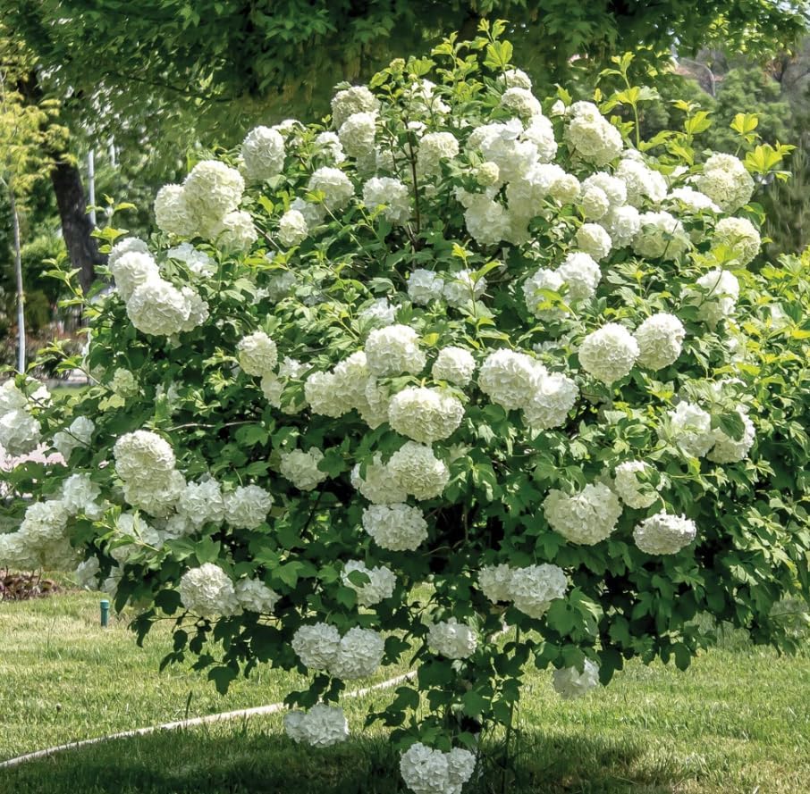 2 Old Fashion Snowball Viburnum Live Plants, Snowball Bush Clusters of White Flowers, Deciduous Shrub, 6-12" Tall 4" Pot - Image 3