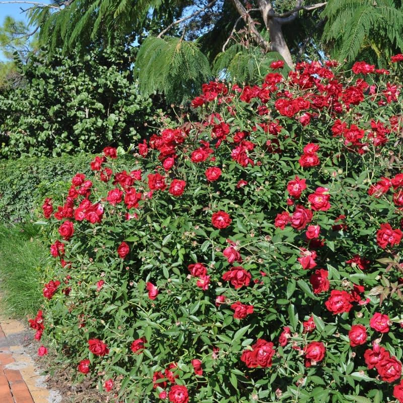 Climbing Rose Live Plant, Outdoor Garden Rose Plant, 5-9 Inch Tall - Image 7