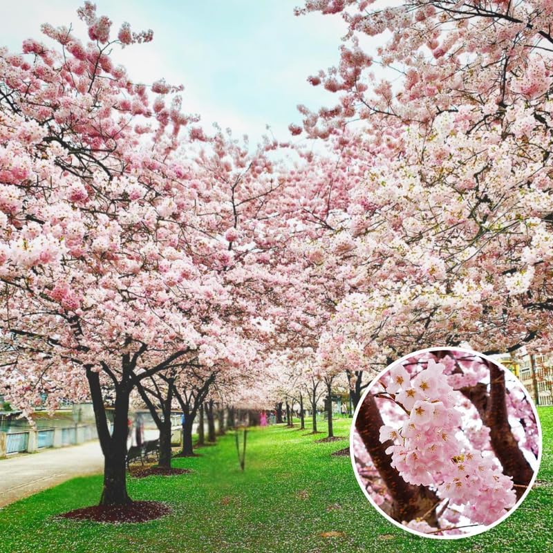 Flowering Cherry Tree Live Plant, Landscape Bloom Tree, 2.5 Inch Pot by Unknown