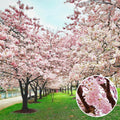 Flowering Cherry Tree Live Plant, Landscape Bloom Tree, 2.5 Inch Pot by Unknown