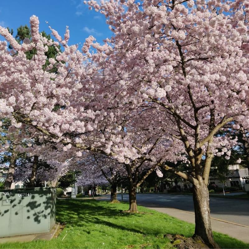 Light Pink Cherry Blossom Tree Live Plant, 6-12 Inch Tall, 2.5 Inch Pot - Image 3