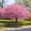Kwanzan Cherry Tree Live Plant by GINGERGLOW