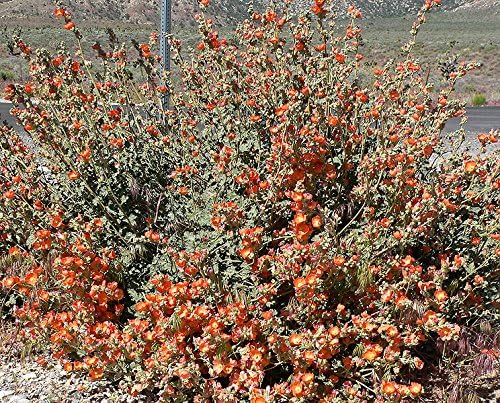 20 Apricot Desert GLOBEMALLOW Mallow Sphaeralcea Ambigua Flower Seeds - Image 7