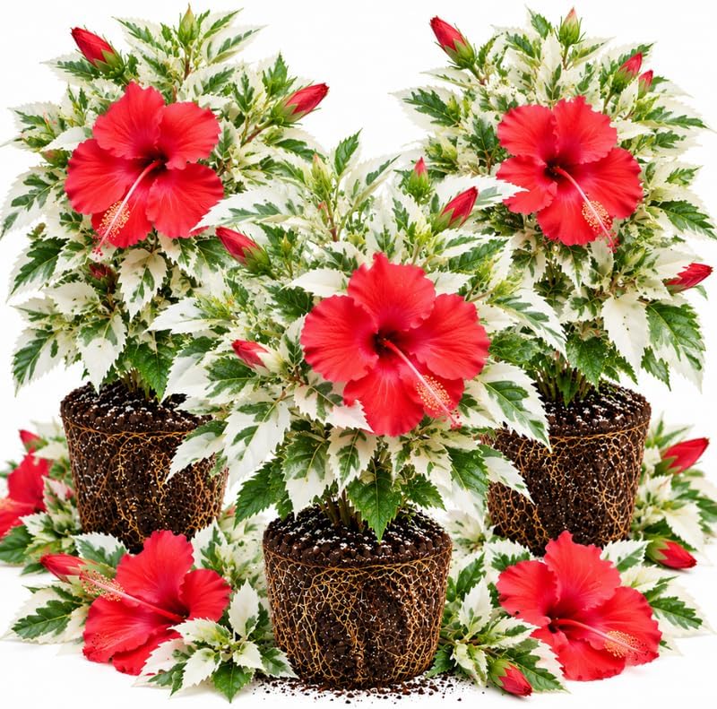 3 Hardy Hibiscus Live Plants, Flowering Shrub, Variegated Red Blooms, 4-7" by Unknown