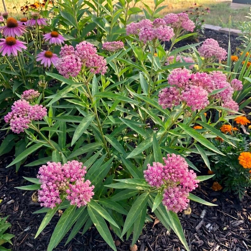 2 Pink Milkweed Live Plants, 3-6 Inch Tall - Image 4