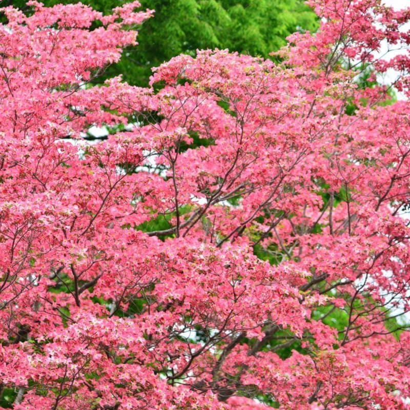 Pink Flowering Dogwood Tree - Cornus Florida in Quart Pot - 6-12" Tall, Live Tree for Pollinator Gardens and Patios - Image 7
