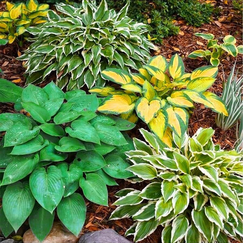185+ Mix Color Hosta Seeds for Planting - Shade Tolerant Perennials Flowers - Image 4