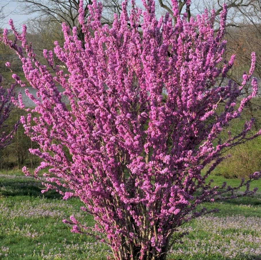 2 Eastern Redbud Tree Live Plants 6-16 Inch Tall Qt Pot, Ornamental Spring Blooming Seedling Cercis Canadensis Shrub Red Bud Tree - Image 6