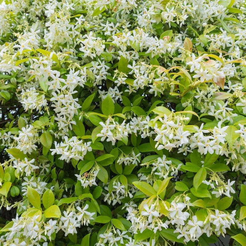 Climbing Star Jasmine Live Plant, 4-7" Tall - Image 4