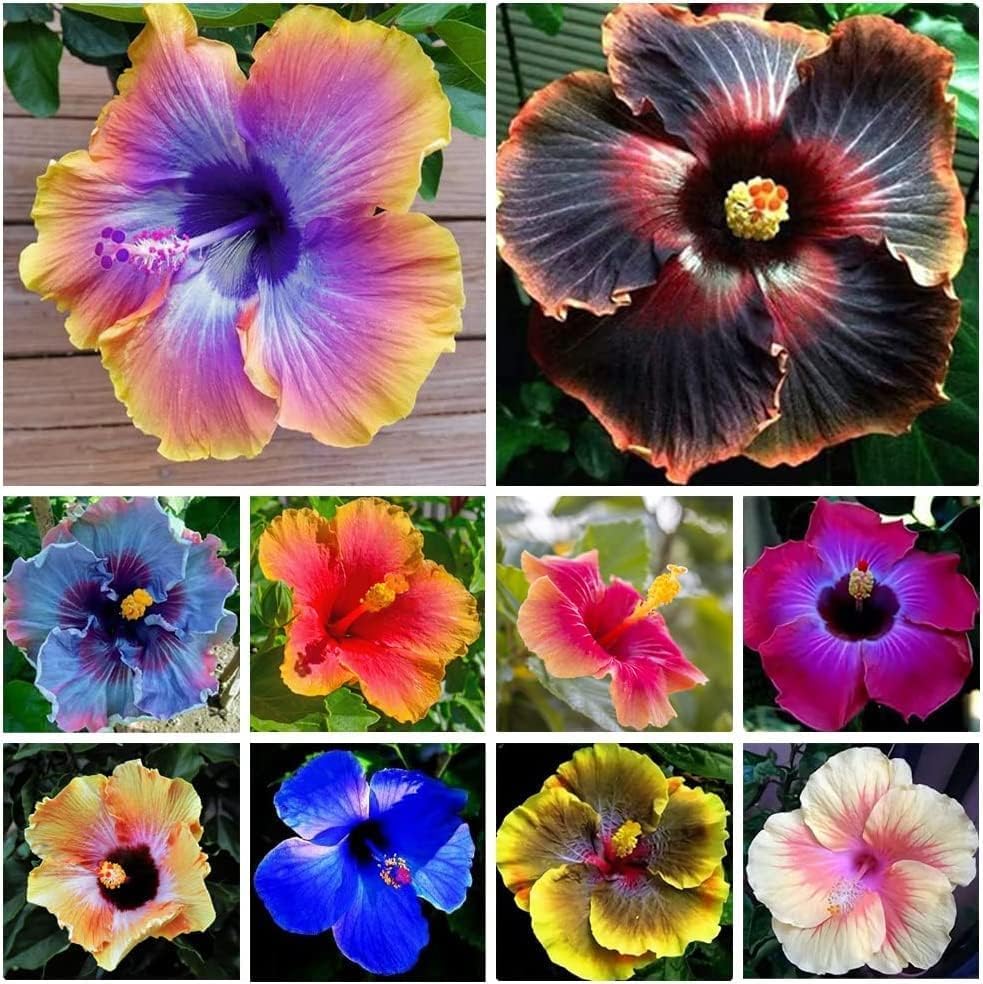 100+Giant Hibiscus Seeds for Planting Outdoor- Perennial Rare Non-GMO Heirloom Flowers Plant for Your Flourishing Garden Home by GardenGlorySeed