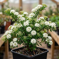 Snowmound Spirea Live Plant Dwarf White Mound Spirea Shrub Flowering Hardy Shrub 5-8" Tall Qt Pot by Unknown