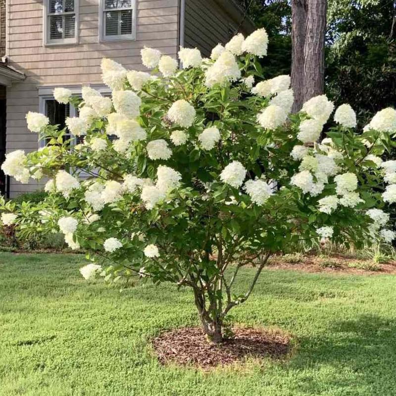 Lime Hydrangea Plant Live, Garden Shrub, 7-12" Tall, in Pot - Image 2