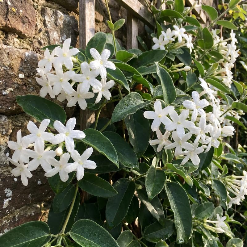 Climbing Star Jasmine Vine Live Plant, Patio Container Flower, 4-7 Inches - Image 7