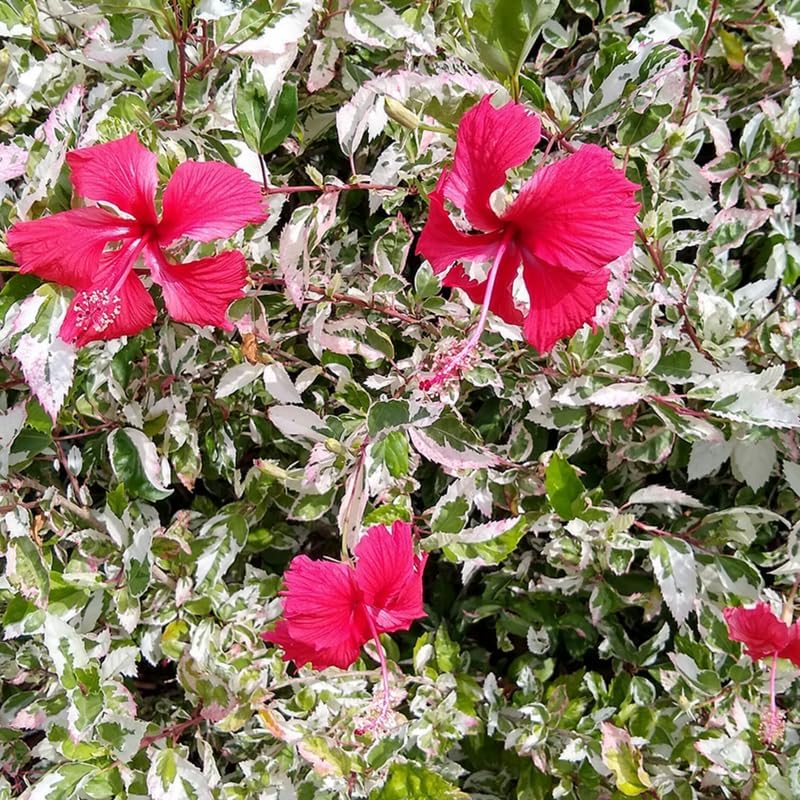 4 Variegated Red Hibiscus Plants Live, Cold Hardy Flower Bush, 4-8" Tall - Image 6