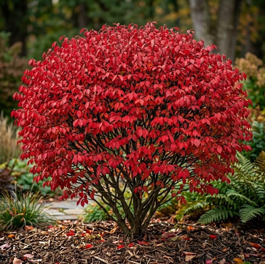 Pack 10 Dwarf Burning Bush Shrub Live Plants Bare Roots,Vibrant Scarlet Red Fall Color, Winged Euonymus Plant 6-12" Tall by Unknown