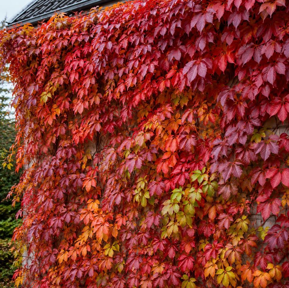 Pack of 4 Virginia Creeper Vine Plants, Vibrant Red in Fall, Climbing Ivy Plants Live Perennial Vines 5-7 Inc Tall, No Pot - Image 6