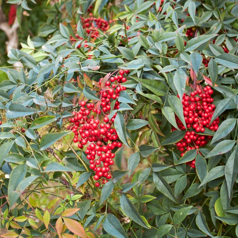 2 Harbor Dwarf Nandina Live Plants (Nandina Domestica), 6-8" Tall in Quart Pot, Low Maintenance, Compact Evergreen Shrub with Red Seasonal Foliage, Ideal for Garden & Landscape - Image 5