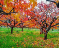5 American Persimmon Trees - 6-15" Tall Live Plants by Unknown