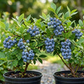 Pack 2 Top Hat Blueberry Bush Live Plant Vibrant Blue Berries Blueberry Plant Live for Planting, 5-10 Inc Tall 4 Inc Pot by Unknown