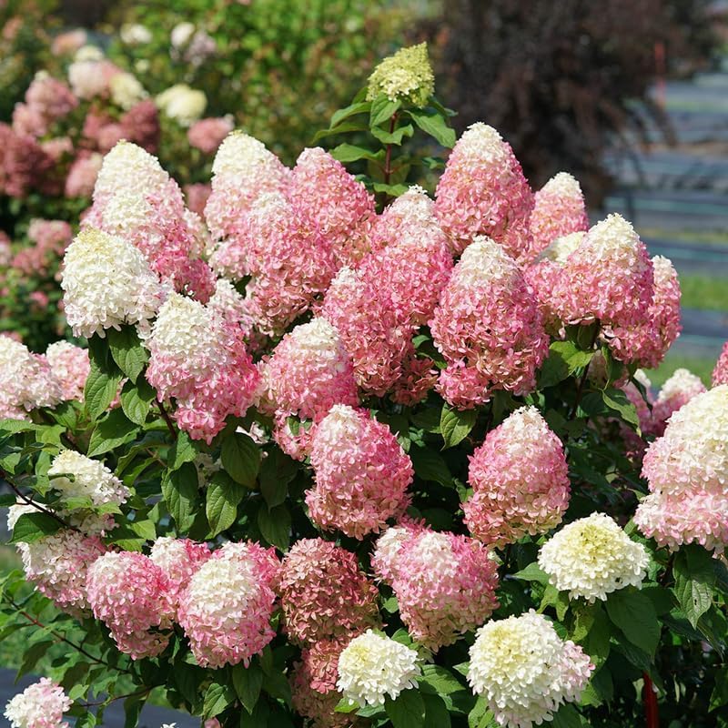 Pink White Hydrangea Plant Live, Garden Shrub, 7-12" Tall, in Pot - Image 3