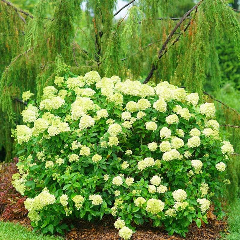 Green Hydrangea Live Plant, 6-12 Inch Tall - Image 6