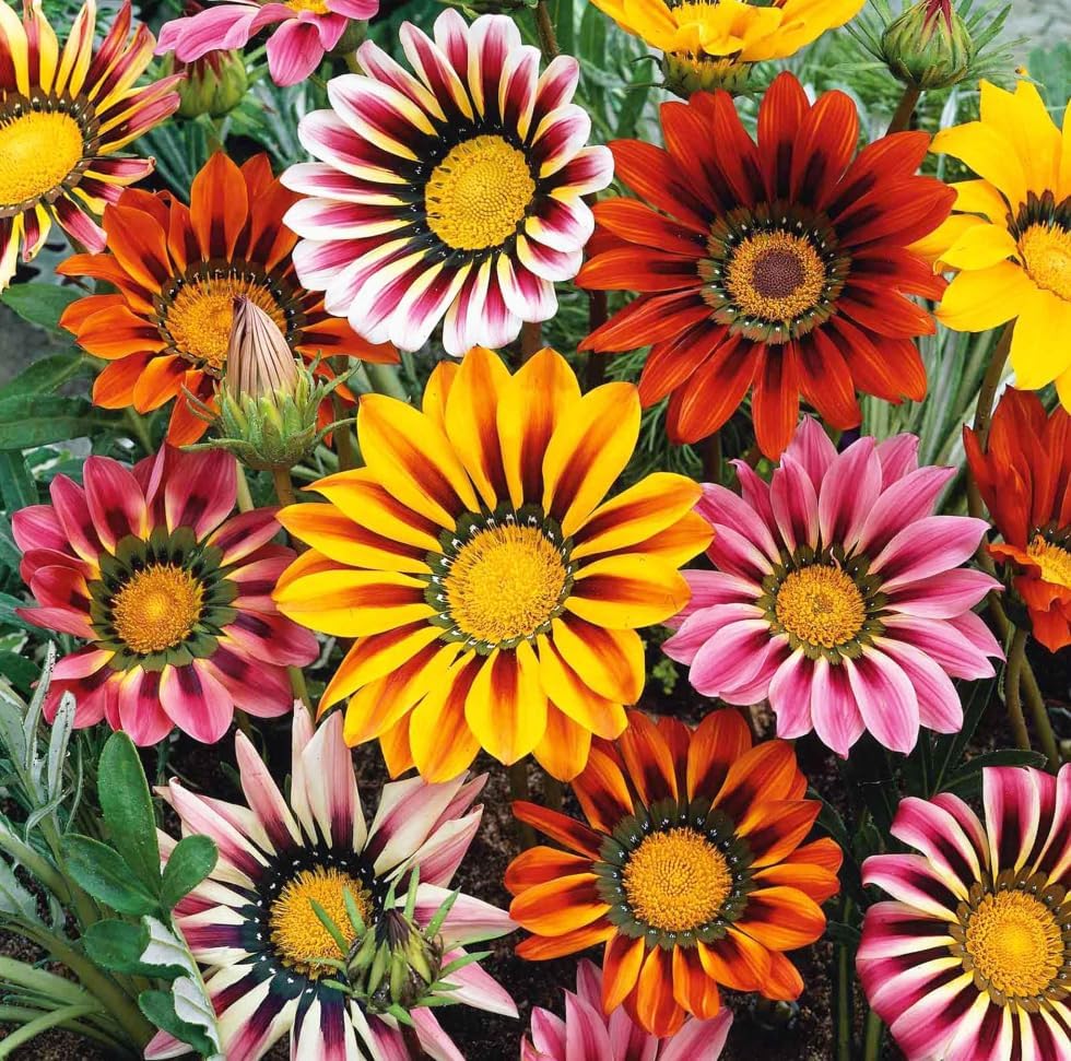 100+ Gazania Seeds Ground Cover for Planting Outdoor-Gazania Splendens Seeds Heat & Drought Tolerant Garden Flower - Image 3