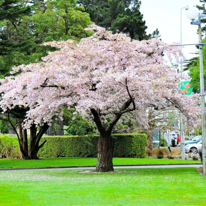 White Cherry Blossom Tree Live Plant, Spring Bloom Tree, 2.5 Inch Pot by Unknown