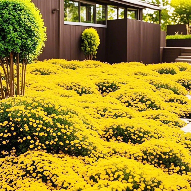 21600+ Creeping Thyme Seeds for Planting Outdoor - Perennial Ground Cover Plant, Low Maintenance - Image 5