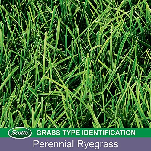 Scotts Turf Builder Grass Seed Perennial Ryegrass Mix, Ideal for High Traffic Areas and Erosion Control, 7 lbs. - Image 4