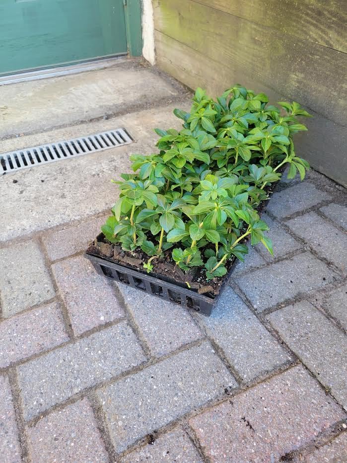Pachysandra Terminalis Hardy Groundcover 50 Plants 2" Peat Pots - Image 4