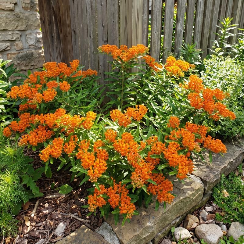 2 Orange Milkweed Live Plants, 3-6 Inch Tall - Image 5