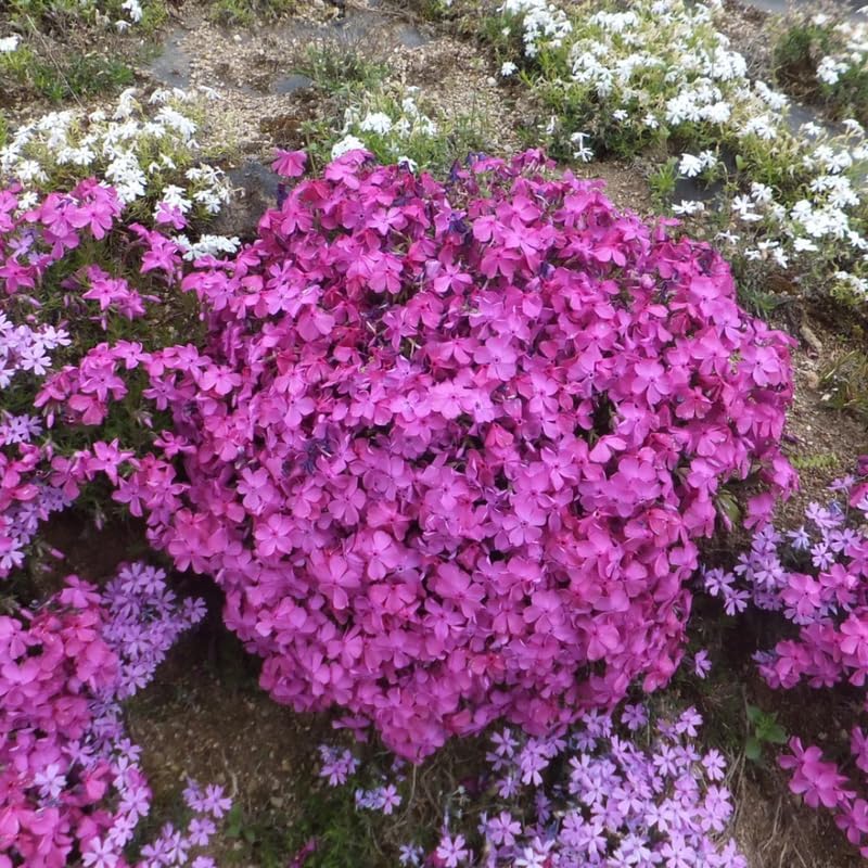 2 Pink Phlox Live Plants, Ground Cover Plant, 2-4 Inch Tall - Image 7