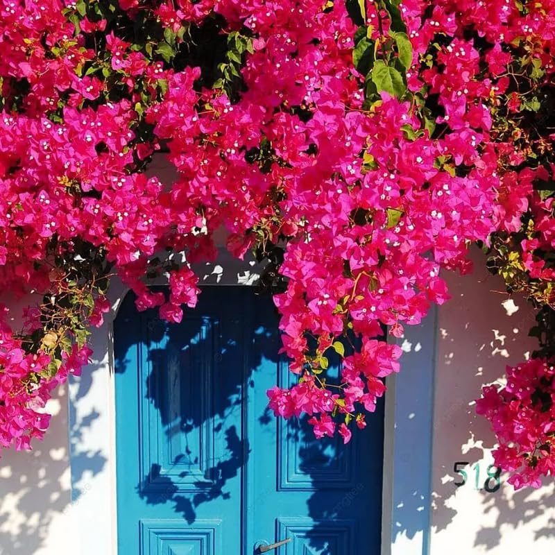 3 Pink Magenta Bougainvillea Plants Live, Tropical Climbing Vine, 4-8" Tall - Image 4