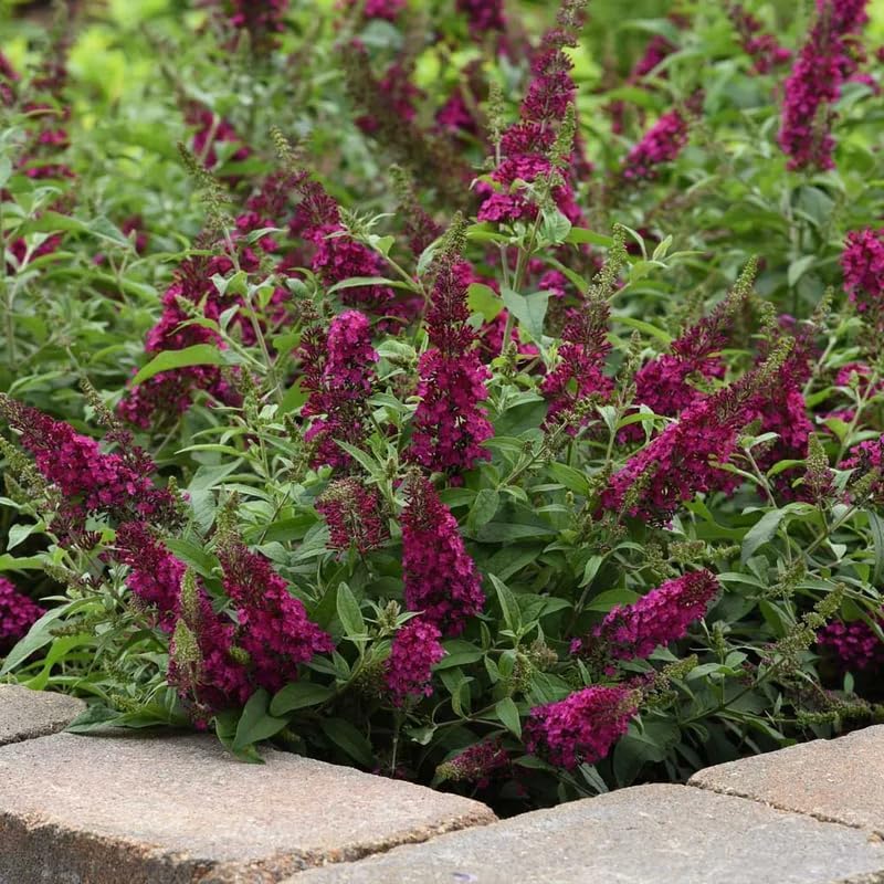 2 Raspberry Butterfly Bushes Plants, Perennial Flower Shrub, 4-7'' Tall - Image 4