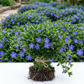 Set of 25 Creeping Myrtle Live Plants, Blue Vinca Minor Periwinkle Ground Cover, Hardy Perennial, Bare Root, No Pot by Unknown