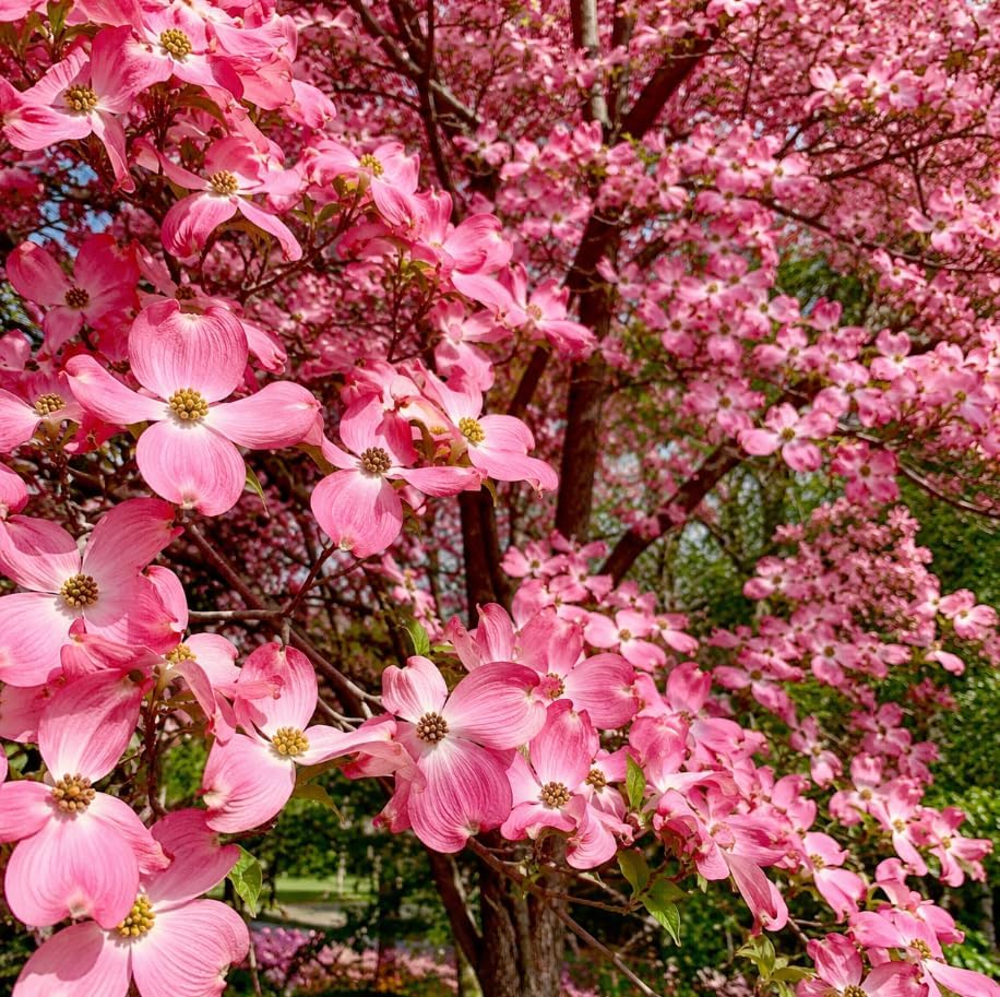 Pink Dogwood Tree Live Plant Dogwood Flowers Shurb Deciduous Dogwoods Small Trees, 6-12" Tall Qt Pot - Image 7