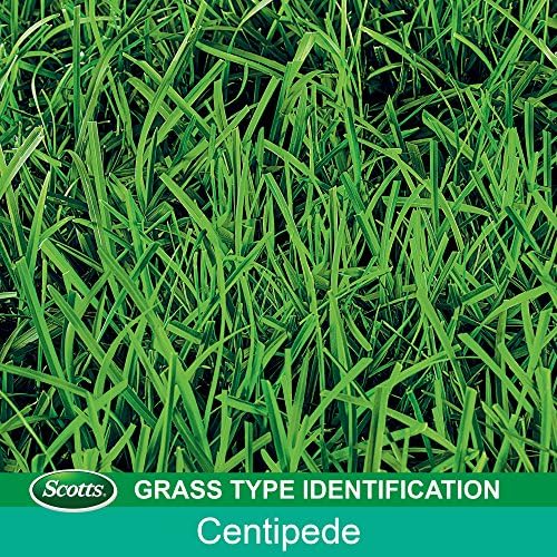 Scotts Turf Builder Grass Seed Centipede Grass Seed & Mulch 5 lbs. (6-Pack) - Image 3