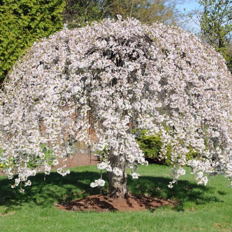 Weeping Cherry Blossom Tree Live Plant, 2.5 Inch Pot - Image 2