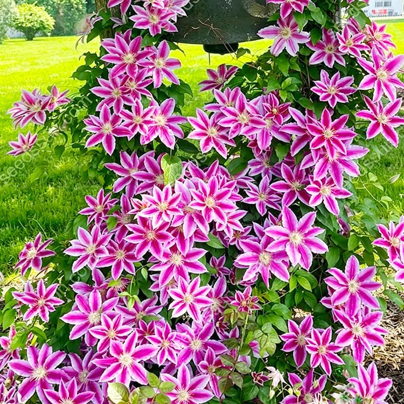 190+ Perennial Mix Clematis Seeds for Planting - Non-GMO Heirloom Seeds,Climbing Vines,Attracts Pollinators, Cold Hardy - Image 3