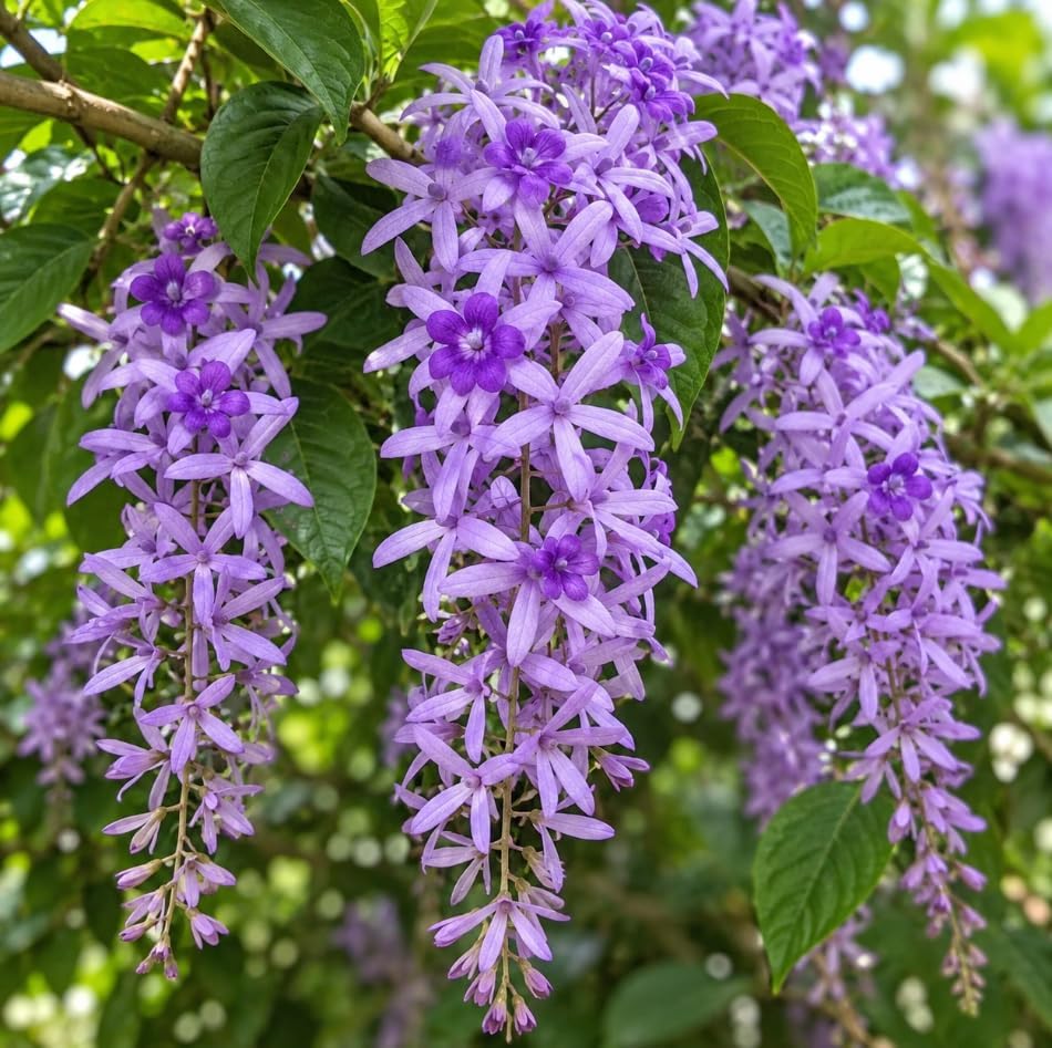 Set 2 Purple Queen Wreath Vine Live Plants 4-6 Inch Tall, Purple Flowering Vine Plants, Tropical Climbing Vines for Indoor, Outdoor Garden - Image 2